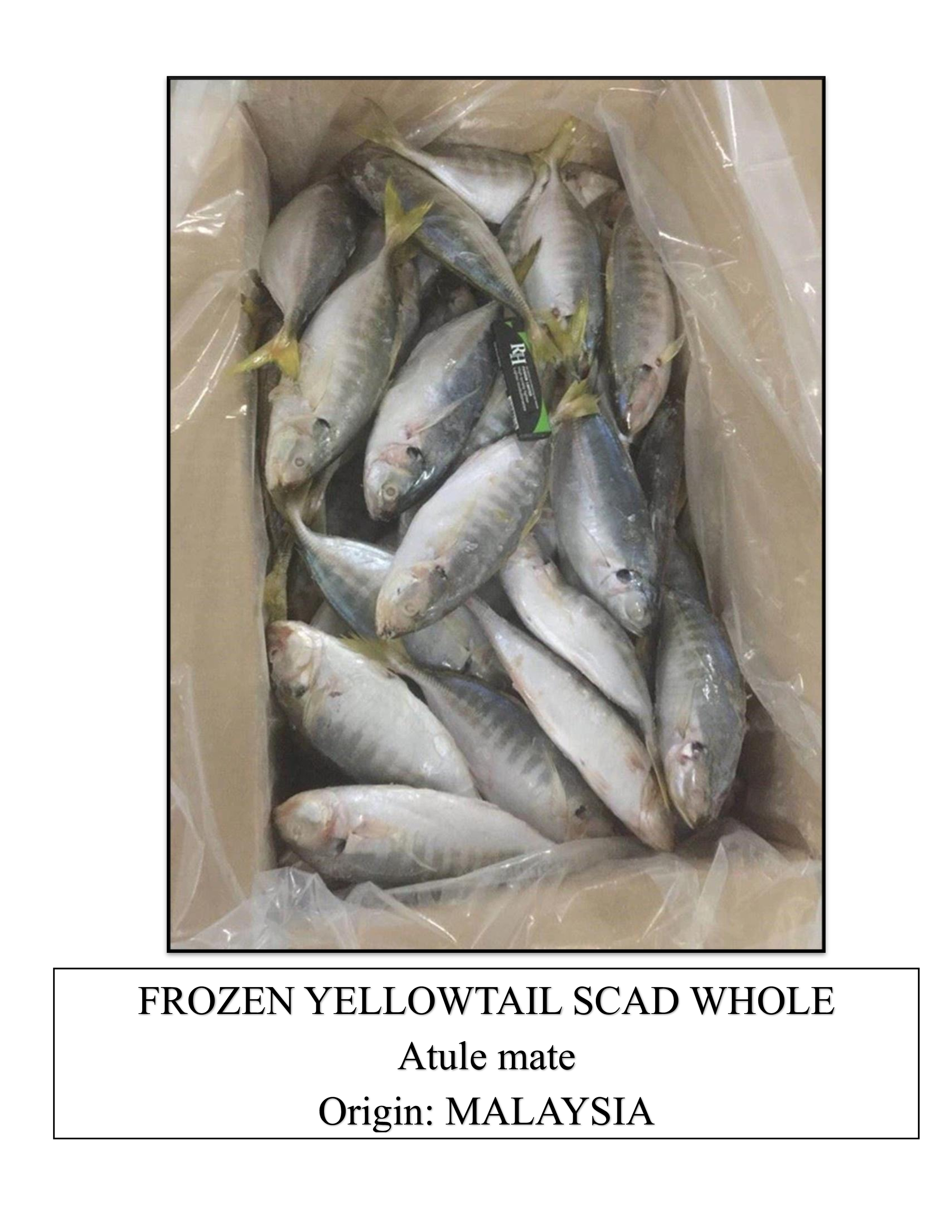 Frozen YellowTail Scad Whole